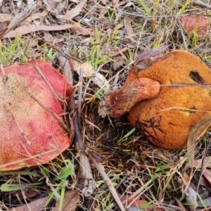 Bolete sp. at Isaacs, ACT - 12 May 2024