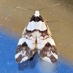 Unidentified Moth (Lepidoptera) at QPRC LGA - 14 May 2024 by MatthewFrawley