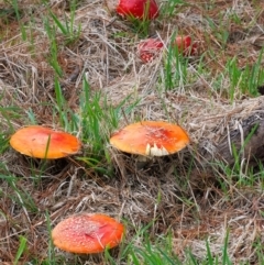 Amanita muscaria (Fly Agaric) at QPRC LGA - 28 Apr 2024 by WHall