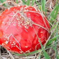 Amanita muscaria at QPRC LGA - 29 Apr 2024 09:33 AM