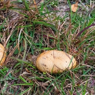 Unidentified Fungus at QPRC LGA - 28 Apr 2024 by WHall