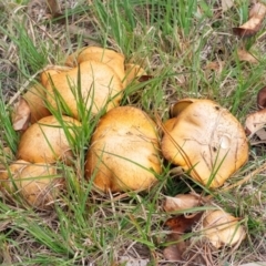 Suillus sp. at QPRC LGA - 29 Apr 2024