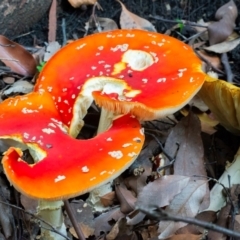 Amanita muscaria at Acton, ACT - 3 May 2024 by WHall