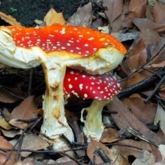 Amanita muscaria at ANBG - 4 May 2024