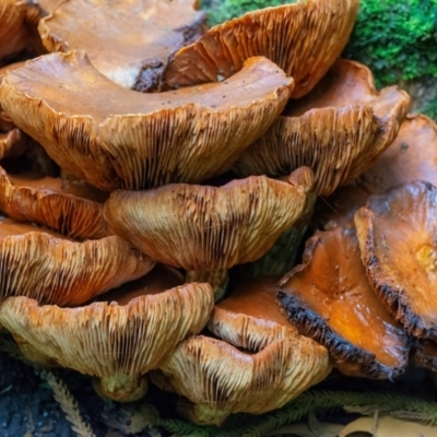 Unidentified Fungus at ANBG - 3 May 2024 by WHall