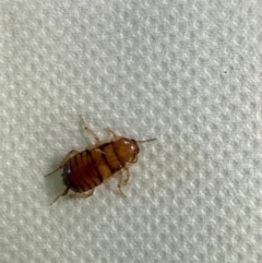 Robshelfordia sp. (genus) (A Shelford cockroach) at Coombs, ACT - 14 May 2024 by ranger907