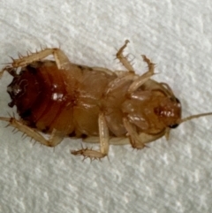 Robshelfordia sp. (genus) at Coombs, ACT - 14 May 2024