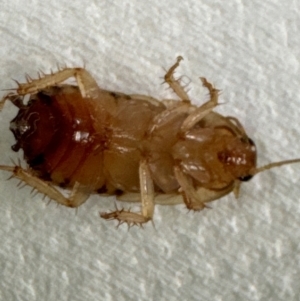 Robshelfordia sp. (genus) at Coombs, ACT - 14 May 2024