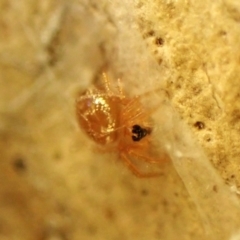 Unidentified Other web-building spider at Aranda, ACT - 12 May 2024 by CathB