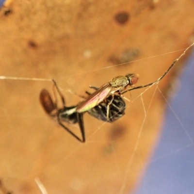 Milichiidae (family) at Aranda, ACT - 12 May 2024 by CathB