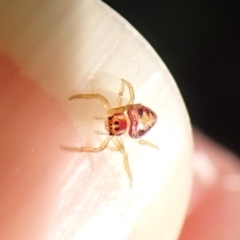 Arkys sp. (genus) (An Ambush, Bird-dropping or Triangular Spider) at Aranda, ACT - 12 May 2024 by CathB