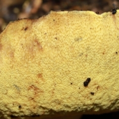 Unidentified Bolete - Fleshy texture, stem central (more-or-less) at ANBG - 12 May 2024 by TimL