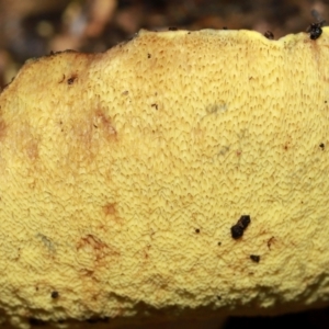 Pulveroboletus sp. (genus) at ANBG - 12 May 2024