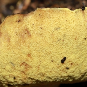 Unidentified Bolete - Fleshy texture, stem central (more-or-less) at suppressed by TimL