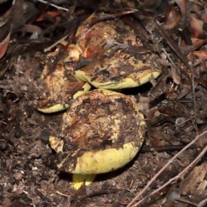 Pulveroboletus sp. (genus) at ANBG - 12 May 2024