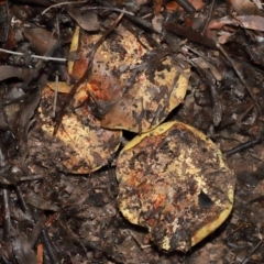 Pulveroboletus sp. (genus) at ANBG - 12 May 2024