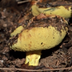 Pulveroboletus sp. (genus) at ANBG - 12 May 2024