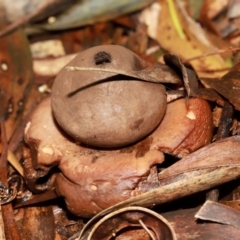 Geastrum sp. (Geastrum sp.) at ANBG - 12 May 2024 by TimL