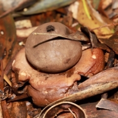 Unidentified Spore sac on a star-like base [earthstars] at Acton, ACT - 12 May 2024 by TimL