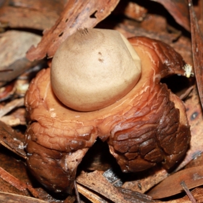Unidentified Spore sac on a star-like base [earthstars] at ANBG - 12 May 2024 by TimL