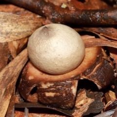 Geastrum sp. at ANBG - 12 May 2024