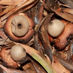 Geastrum sp. (Geastrum sp.) at Acton, ACT - 12 May 2024 by TimL