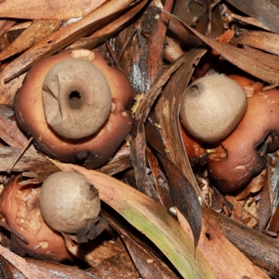 Unidentified Spore sac on a star-like base [earthstars] at Acton, ACT - 12 May 2024 by TimL