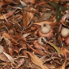 Geastrum sp. at ANBG - 12 May 2024