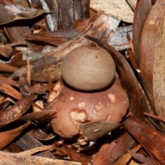 Geastrum sp. at ANBG - 12 May 2024