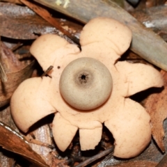 Unidentified Spore sac on a star-like base [earthstars] at Acton, ACT - 12 May 2024 by TimL