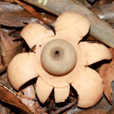 Unidentified Spore sac on a star-like base [earthstars] at Acton, ACT - 12 May 2024 by TimL