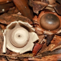 Unidentified Spore sac on a star-like base [earthstars] at Acton, ACT - 12 May 2024 by TimL