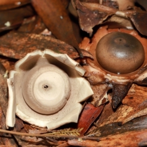 Geastrum sp. at ANBG - 12 May 2024 01:12 PM