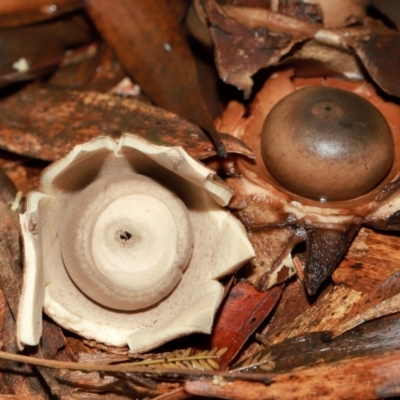 Unidentified Spore sac on a star-like base [earthstars] at ANBG - 12 May 2024 by TimL