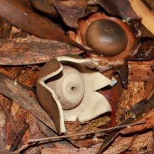 Geastrum sp. at ANBG - 12 May 2024