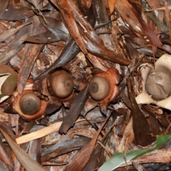 Geastrum sp. at ANBG - 12 May 2024