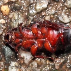 Panesthia australis (Common wood cockroach) at Acton, ACT - 12 May 2024 by TimL