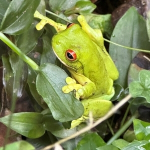 Litoria chloris at Watersleigh, NSW - 14 May 2024