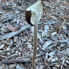 Oudemansiella gigaspora group (Rooting Shank) at Aranda, ACT - 13 May 2024 by KMcCue