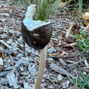 Oudemansiella gigaspora group at Aranda, ACT - 13 May 2024