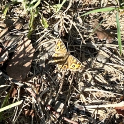 Junonia villida (Meadow Argus) at Aranda, ACT - 13 May 2024 by KMcCue