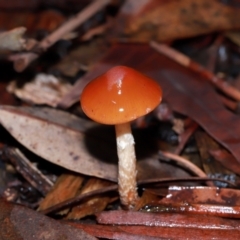 Unidentified Cap on a stem; gills below cap [mushrooms or mushroom-like] at Acton, ACT - 12 May 2024 by TimL