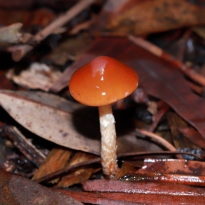 Leratiomyces ceres (Red Woodchip Fungus) at ANBG - 12 May 2024 by TimL