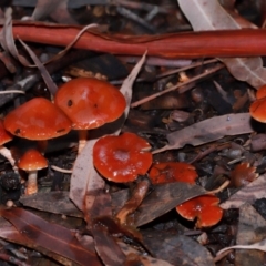 Unidentified Cap on a stem; gills below cap [mushrooms or mushroom-like] at Acton, ACT - 12 May 2024 by TimL