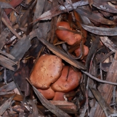 zz agaric (stem; gills not white/cream) at ANBG - 12 May 2024 by TimL