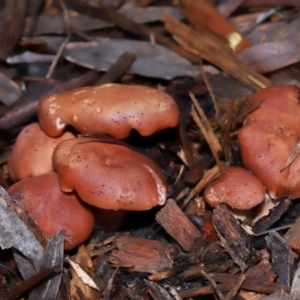 zz agaric (stem; gills not white/cream) at ANBG - 12 May 2024 11:59 AM