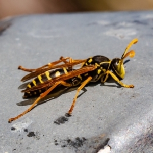 Polistes (Polistes) chinensis (Asian paper wasp) at Jerrabomberra Wetlands by Roger
