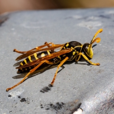 Polistes (Polistes) chinensis (Asian paper wasp) at Jerrabomberra Wetlands - 14 May 2024 by Roger