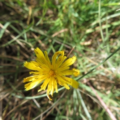 Thysanoptera (order) (Thrips) at Saint Marks Grassland - Barton ACT - 11 Feb 2024 by julbell1