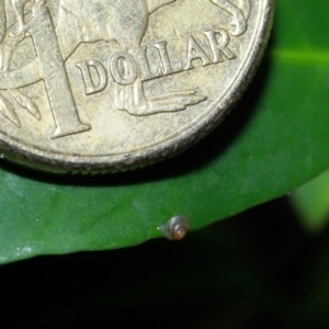 Euconulidae sp,. (family) at ANBG - 10 May 2024